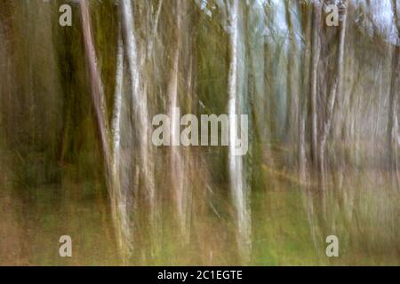 WA16810-00...WASHINGTON - image en mouvement des bouleaux plantant sur les rives de la rivière Hoh dans la forêt tropicale de Hoh du parc national olympique. Banque D'Images