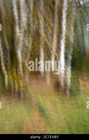 WA16813-00...WASHINGTON - image en mouvement des bouleaux plantant sur les rives de la rivière Hoh dans la forêt tropicale de Hoh du parc national olympique. Banque D'Images