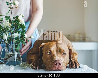 Adorable, joli chiot de couleur chocolat. Libre Banque D'Images