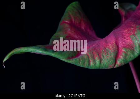 Rosebud Fancy Caladium Angel Wings Plant, avec des gouttelettes d'eau Banque D'Images