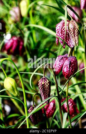 Fleur de pintade ou tête du serpent - Fritillaria meleagris fleurs avec dainty unique en forme de cloche à carreaux fleurs. Banque D'Images