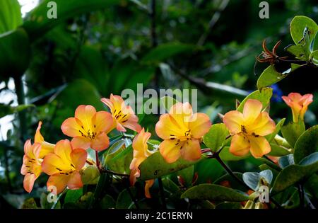 Fleurs de Rhododendron d'orange sur fond naturel. Banque D'Images