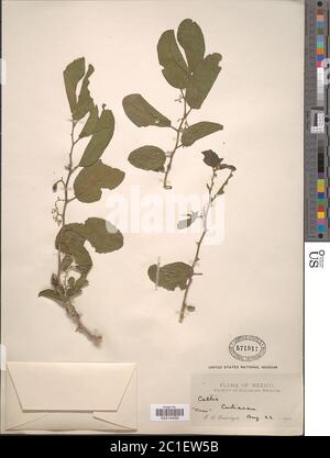 Celtis iguanaeus Jacq Sarg Celtis iguanaeus Jacq Sarg. Banque D'Images