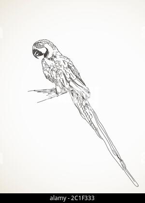 Esquisse de perroquet, illustration vectorielle dessinée à la main Illustration de Vecteur