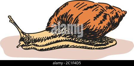 Esquisse en couleur de l'illustration du vecteur d'escargot dessinée à la main Illustration de Vecteur