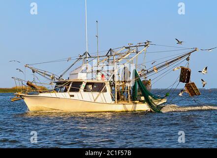 Bateau à crevettes venant d'une journée de pêche, entouré de goélands affamés connus comme des goélands riants. Apalachicola Bay, Apalachicola, Floride, États-Unis. Banque D'Images