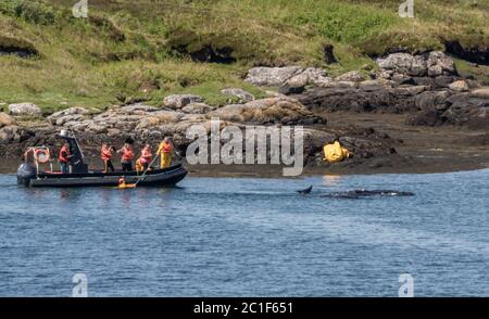 Les héros de la communauté locale de l'Uist du Sud sauvent des baleines pilotes échouées à Lochboisdale, South Uist, Outer Hebrides, Western Isles, Écosse, Royaume-Uni Banque D'Images