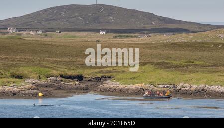 Les héros de la communauté locale de l'Uist du Sud sauvent des baleines pilotes échouées à Lochboisdale, South Uist, Outer Hebrides, Western Isles, Écosse, Royaume-Uni Banque D'Images