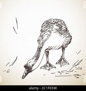 Goose, esquisse vectorielle, illustration dessinée à la main Illustration de Vecteur
