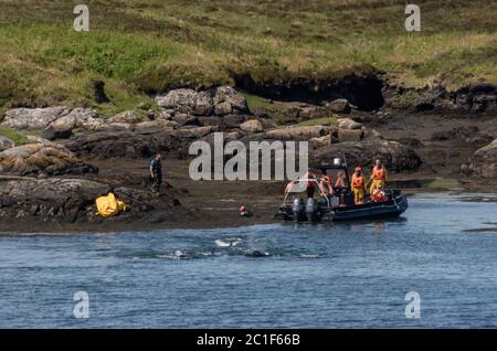 Les héros de la communauté locale de l'Uist du Sud sauvent des baleines pilotes échouées à Lochboisdale, South Uist, Outer Hebrides, Western Isles, Écosse, Royaume-Uni Banque D'Images