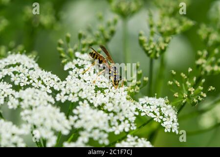 Guêpe de papier européen sur fleur d'aulne au sol Banque D'Images