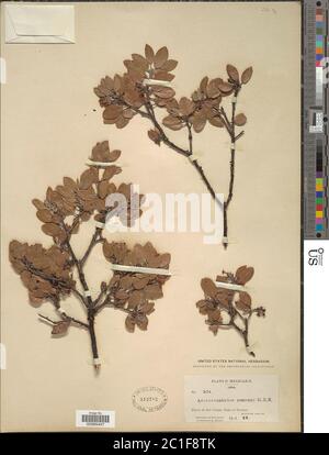 Arptostaphylos pungens HBK Artostaphylos pungens HBK. Banque D'Images