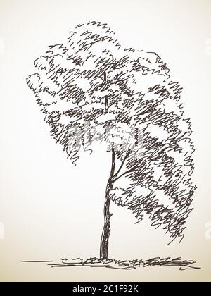 Arbre. Esquisse vectorielle, illustration dessinée à la main Illustration de Vecteur