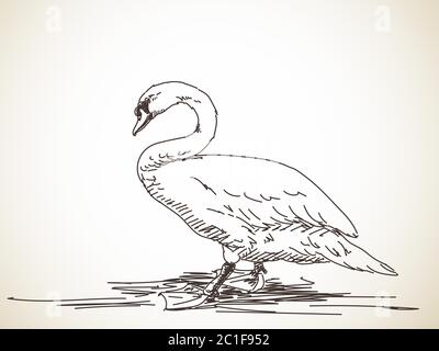 Esquisse de cygne. Illustration dessinée à la main Illustration de Vecteur