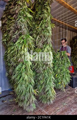 Ouvrier agricole accrochant la récolte de chanvre mûr 'Suver haze' souche sur treillis métallique, pour le séchage, la construction de stockage. Banque D'Images