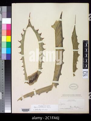 Agave potorum Zucc Agave potorum Zucc. Banque D'Images