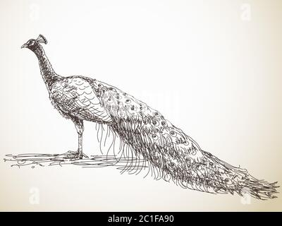 Esquisse de paon, illustration dessinée à la main Illustration de Vecteur