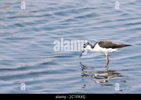 Moult à col noir barbotage d'oiseaux dans l'eau dans la réserve naturelle de Baylands, Californie Banque D'Images