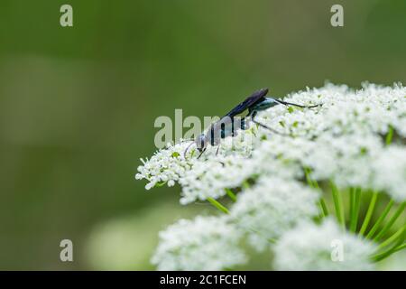 Guêpe bleu néarctique Mud Dauber au printemps Banque D'Images