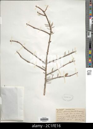 Picea abies L H Karst Picea abies L H Karst. Banque D'Images