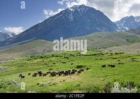 Un troupeau de bovins de McMurray Meadow, sous le mont Tinemaha, en Californie Banque D'Images