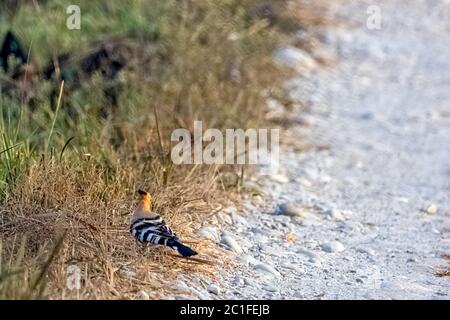 Le hoopoe eurasien (Upupa epops) dans le parc national Jim Corbett, en Inde Banque D'Images