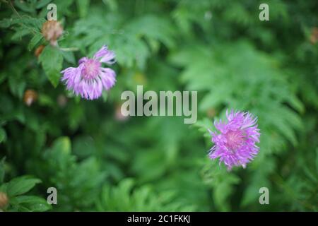 Les fleurs violettes sauvages poussent dans le champ d'été. Mise au point artistique douce avec pelouse verte floue. Banque D'Images