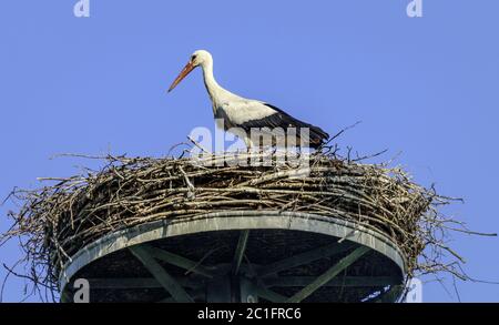 Porc blanc (Ciconia ciconia) dans l'Horst, juin, Basse-Rhin, Rhénanie-du-Nord-Westphalie, Allemagne, UE Banque D'Images