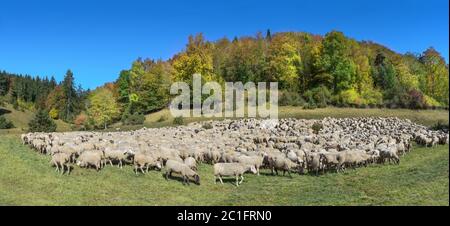 Troupeau de moutons en automne sur un pré devant un bosquet, les animaux sont légèrement marqués avec de la peinture bleue Banque D'Images