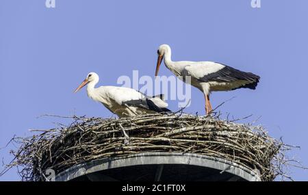 Porc blanc (Ciconia ciconia), couple de porc, juin, Basse-Rhin, Rhénanie-du-Nord-Westphalie, Allemagne Banque D'Images