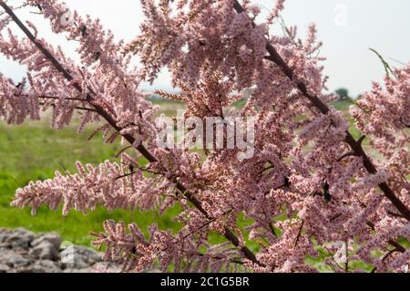 Gros plan des belles fleurs roses du cèdre du Saltthuya (Tamarix ramosissima) Banque D'Images