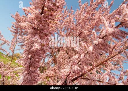 Gros plan des belles fleurs roses du cèdre du Saltthuya (Tamarix ramosissima) Banque D'Images