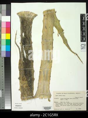 Agave sobria Agave sobria. Banque D'Images