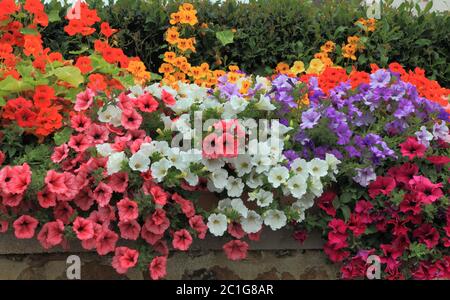 Pétunias, surplomb, mur de jardin, plantes de literie, couleurs mélangées, annuals Banque D'Images