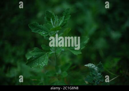 herbe verte fraîche dans les gouttes de pluie sur le terrain sombre d'été. Banque D'Images
