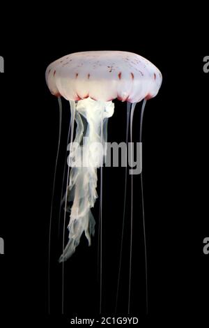 boussole de méduse de chrysaora hysoscella sur fond noir Banque D'Images