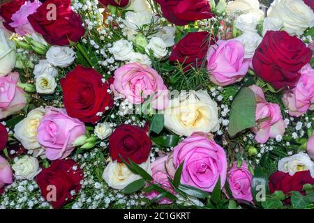 Belle disposition de fleurs de roses blanches, roses et rouges en gros plan Banque D'Images