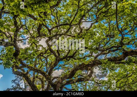 Les branches d'un grand chêne dans la Quinta de Regaleira park Banque D'Images