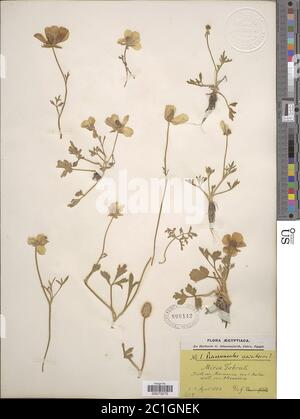 Ranunculus asiticus Ranunculus asiticus. Banque D'Images