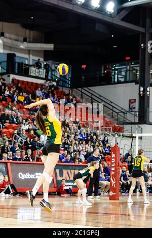 Femme de volley-ball Alberta Golden Bears - service, service Banque D'Images