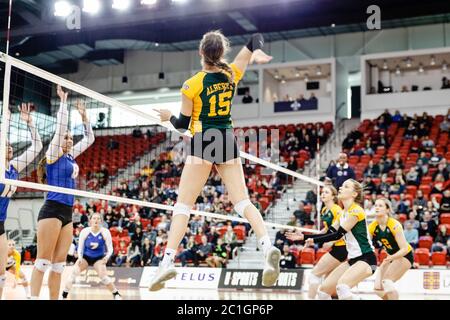 Ryerson Rams, joueur de volleyball contre Alberta Golden Bears - smash, Attack Banque D'Images