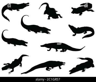 Silhouettes noires de crocodiles sur fond blanc Banque D'Images