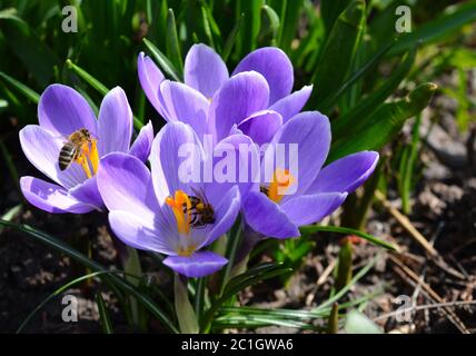 Gros plan de Crocus Flower and Bees Banque D'Images