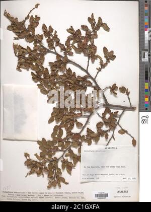 Nothofagus antarctique G Forst Oerst Nothofagus antarctique G Forst Oerst. Banque D'Images