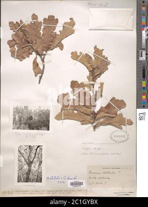 Quercus stellata Wangenh Quercus stellata Wangenh. Banque D'Images