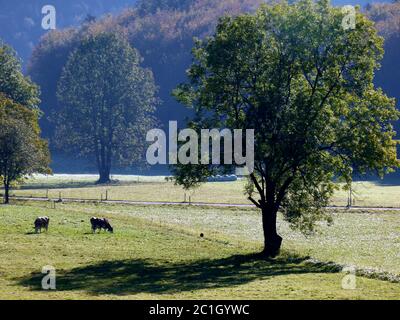 Champs et pâturages avec grands arbres et vaches en pâturage Banque D'Images