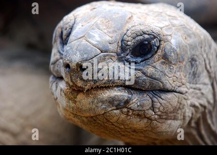 Gros plan d'UNE tortue géante Banque D'Images