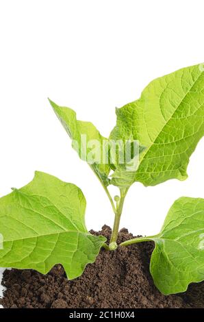 Plante verte poussant dans le sol isolé sur un blanc Banque D'Images