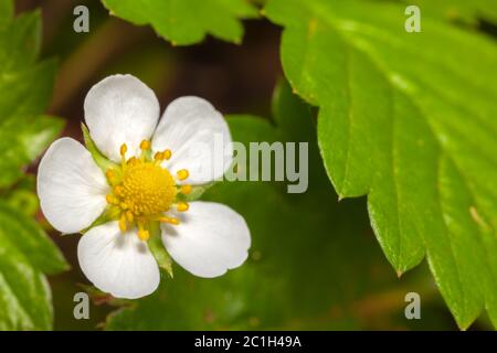 Fleur de fraise de jardin blanc - fleurs aux pétales blancs et feuilles vertes Banque D'Images