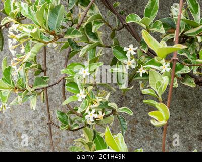 Fleurs d'été blanches parfumées et feuillage crème de jasmin étoilé, Trachelospermum jasminoides 'Variegatum' Banque D'Images